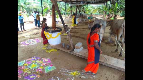 ಗಾಣದಿಂದ ಎಣ್ಣೆ ತೆಗೆಯುವ ಘಟಕ