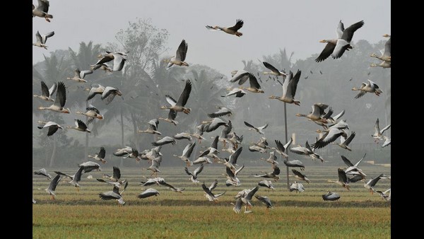 ವಿವಿಧೆಡೆಯಿಂದ ಬಂದಿರುವ ಹೆಬ್ಬಾತುಗಳು