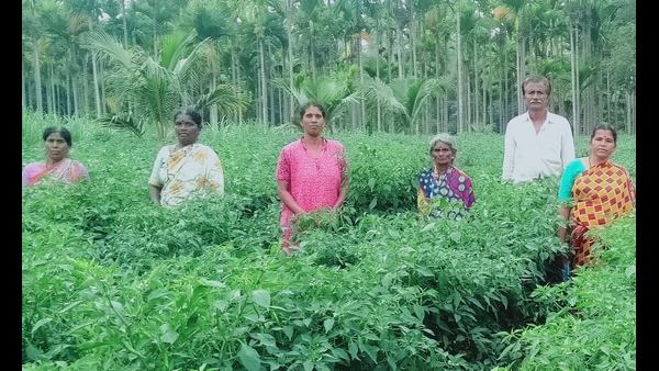 ಭರವಸೆ ಮೂಡಿಸಿದ ಮೆಣಸಿನ ಕೃಷಿ