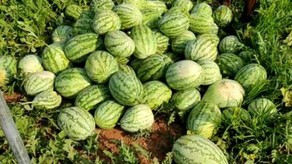 ಹವಾಮಾನ, ನಾಟಿ ವಿಧಾನ