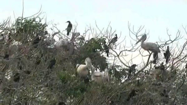 Pelican Dies In Kokkare Bellur Creates Panic Pelican Dies In Kokkare Bellur Creates Panic