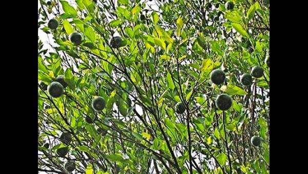 ಕಾಫಿ ಬೆಳೆಯೋದು ಸುಲಭವಾಗಿರಲಿಲ್ಲ