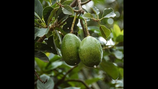 ಅಮೆರಿಕಾದಿಂದ ಬೆಂಗಳೂರಿಗೆ ಬೆಣ್ಣೆಹಣ್ಣು