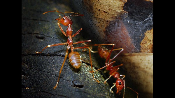 ಕೊರೊನಾಗೆ ಕೆಂಪು ಇರುವೆ ಚಟ್ನಿ ಪರಿಣಾಮಕಾರಿ?