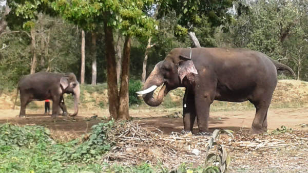 ದುರ್ಗಾಪರಮೇಶ್ವರಿಗೆ ಸುಖಪ್ರಸವವಾಗಲಿ