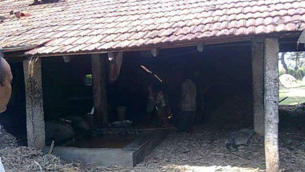 ಬೆಲ್ಲಕ್ಕೆ ಕುತ್ತು ತಂದ ರಾಸಾಯನಿಕ ಬಳಕೆ