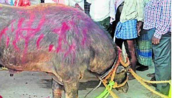 ಕೋಣ ಕೇಳಲು ಬಂದಾಗ ತಕರಾರು