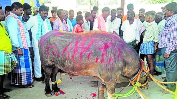 ಕೋಣ ಯಾರಿಗೆ ಸೇರಿದ್ದು?