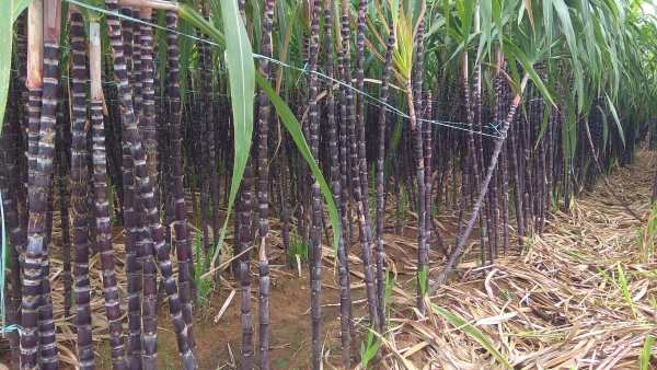ಕರಿ ಕಬ್ಬು ಬೇಸಾಯ