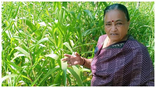 ಕೃಷಿಯೊಂದಿಗೆ ಹೈನುಗಾರಿಕೆಗೂ ಒತ್ತು