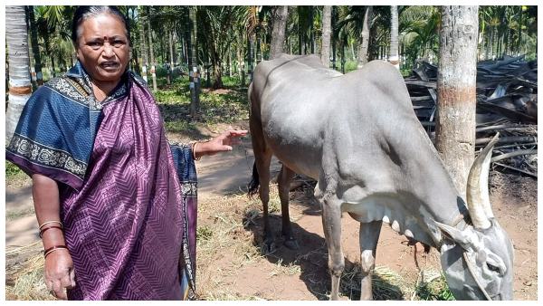 ಗಂಜಲ, ಸೆಗಣಿಯೇ ಬೆಳೆಗೆ ಜೀವಾಮೃತ