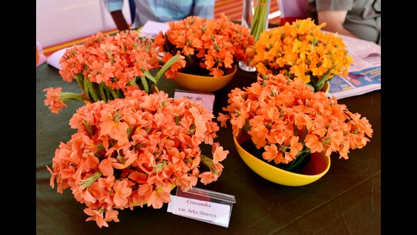 ಮೂರು ಲಕ್ಷ ಸಸಿಗಳಿಗೆ ಬೇಡಿಕೆ
