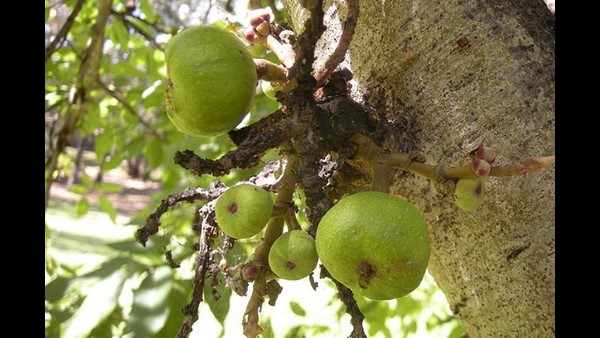 ಕಣ್ಣಿಗೆ ಗೋಚರಿಸುವುದಿಲ್ಲವಂತೆ ಅತ್ತಿ ಹೂ