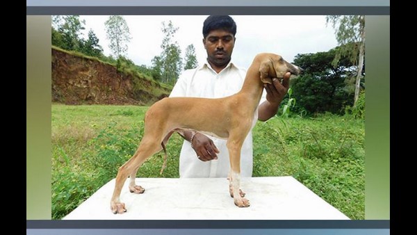 ಏಳು ಮರಿಗಳಿಗೆ ಬೇಡಿಕೆ
