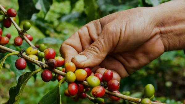 Coffee rates by QMR