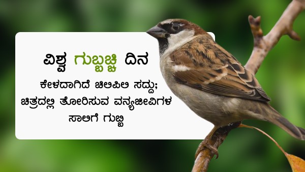 ದೇಶದಲ್ಲಿವೆ ಐದು ಜಾತಿಯ ಗುಬ್ಬಿಗಳು