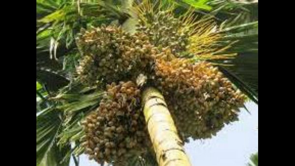 ಮನುಷ್ಯ ದೈವಶಕ್ತಿಗಿಂತ ದೊಡ್ಡವನಲ್ಲ