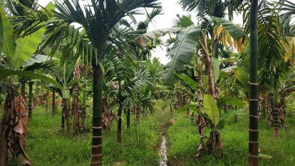 ಉತ್ತಮ ಇಳುವರಿ ತೆಗೆಯಲು ಸಾಧ್ಯ