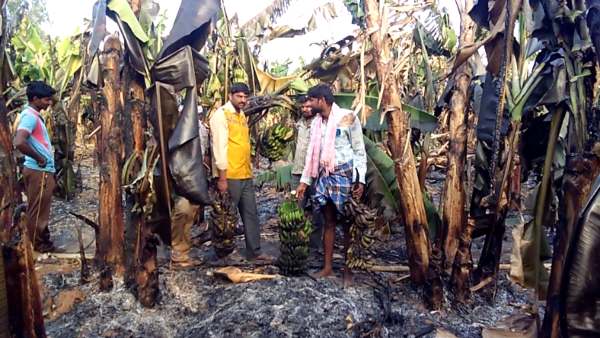 Fires Destroy Banana Crop On 5 Acres In Kolar District 