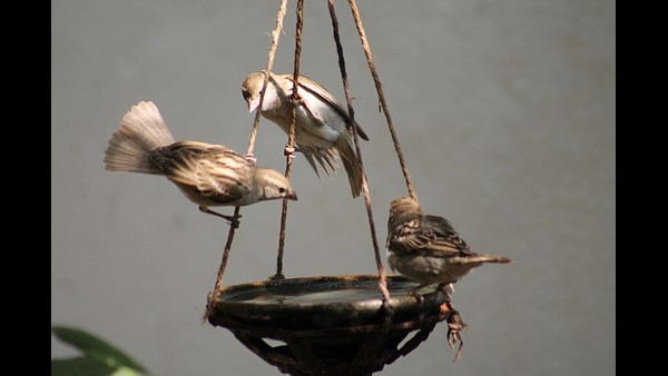 ಗುಬ್ಬಚ್ಚಿಗಳ ಸಂತತಿ ಕ್ಷೀಣಿಸುತ್ತಿದೆ