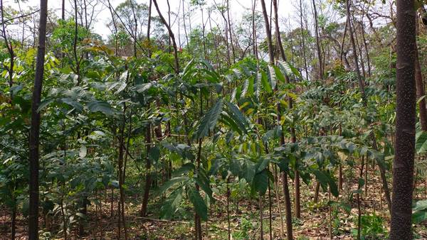 ಭೂಕುಸಿತ ತಡೆಯುವ ಪರಿಹಾರೋಪಾಯ