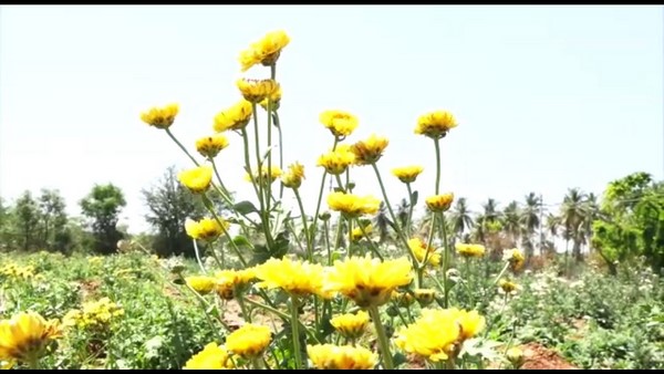 ಬೆಳೆ ಮಾತ್ರ ರೈತನ ಕೈಗೆ ಸಿಗುತ್ತಿಲ್ಲ