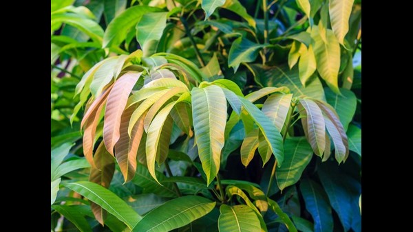 ಚೈತ್ರಮಾಸದ ಮೊದಲ ದಿನವಾದ ಯುಗಾದಿ