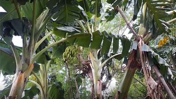 ಎರಡು ಲಕ್ಷದ ಎಂಬತ್ತು ಸಾವಿರ ರೂ. ಖರ್ಚು