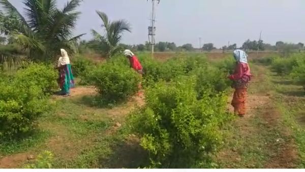 ಬೇರೆ ಬೇರೆ ಜಿಲ್ಲೆಗಳಲ್ಲಿ ಬೇಡಿಕೆ