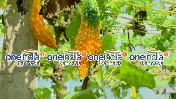ಬೇರೆ ಬೆಳೆಯುವುದಕ್ಕೂ ಧೈರ್ಯ ಸಾಕಾಗುತ್ತಿಲ್ಲ