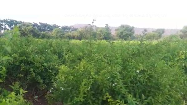 ಮಲ್ಲಿಗೆ ಹೂವಿನ ದರ ಕುಸಿತ