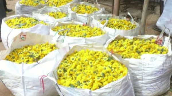 ಹೂವು ಬೆಳೆಗಾರರ ಸ್ಥಿತಿ