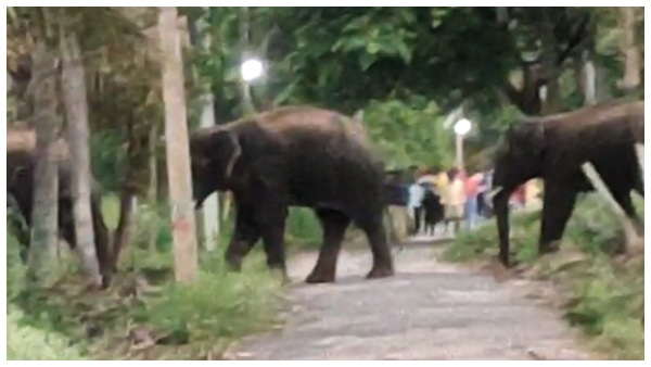 Ramanagara: The Forest Department Preparing To Send The Elephants To The Forest Ramanagara: The Forest Department Preparing To Send The Elephants To The Forest