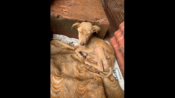 Udupi: A Young Woman Priya Offer A Treatment To Injured Dog Udupi: A Young Woman Priya Offer A Treatment To Injured Dog