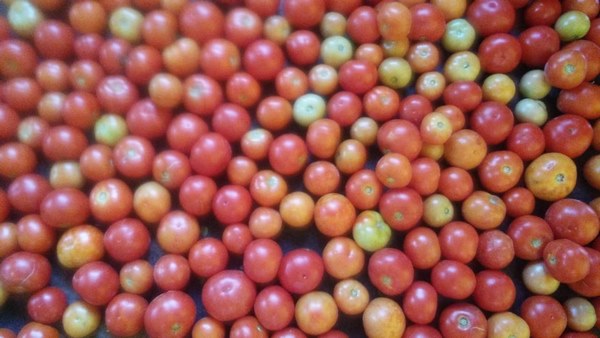 ಟೊಮೆಟೊ ಬೆಳೆಯಿಂದ ಸುಮಾರು 15 ಲಕ್ಷ ನಷ್ಟ