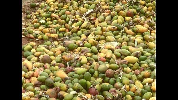 ಲಾಕ್ಡೌನ್ನಿಂದ ಮಾವು ಬೆಳೆಗಾರರಿಗೆ ಸಂಕಷ್ಟ