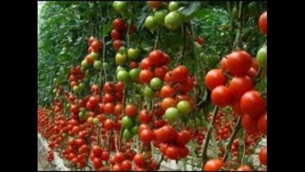 ಇಂಡೋ-ಇಸ್ರೇಲ್ ನಡುವಿನ ಸಂಬಂಧ ಬಲಪಡಿಸಲು ಉತ್ಸುಕ