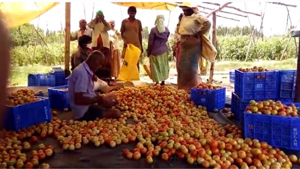 ಎಕರೆಗೆ ಮೂರು ಲಕ್ಷ ಖರ್ಚು ಮಾಡಿ ಟೊಮೆಟೊ ಬೆಳೆ