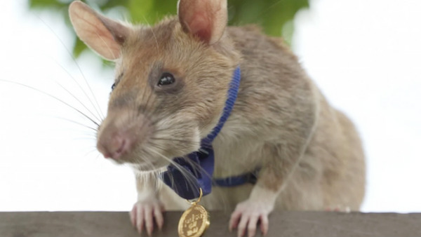 Mine sniffing rat ends career in Cambodia after 5 years Mine sniffing rat ends career in Cambodia after 5 years