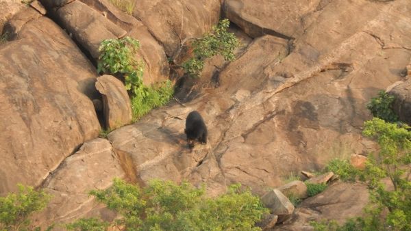 ವಿವಿಧ ಜಾತಿಯ ಸಸ್ಯಗಳ ನಾಟಿ