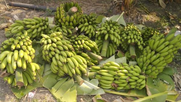 Banana Cultivation Dharwad Farmer Get Profit Banana Cultivation Dharwad Farmer Get Profit