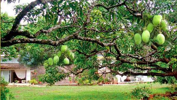 ಈ ಬಾರಿ ಉತ್ತಮ ಇಳುವರಿ