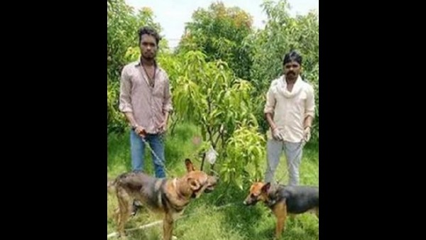 ವಿಶ್ವದ ಅತಿ ದುಬಾರಿ ಮಾವಿನ ತಳಿ