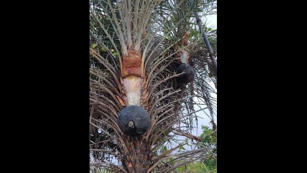 Farmers Not Showing Interest In Phoenix Sylvestris Cultivation Farmers Not Showing Interest In Phoenix Sylvestris Cultivation