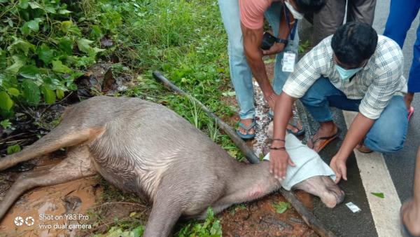 Sambar Deer Rescued After Road Accident At Dharmasthala Sambar Deer Rescued After Road Accident At Dharmasthala