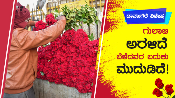 Rose Farming Loss For Farmers Due To Lockdown Rose Farming Loss For Farmers Due To Lockdown