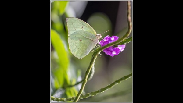Mangaluru: Couple Built Butterfly Park In Their House Mangaluru: Couple Built Butterfly Park In Their House