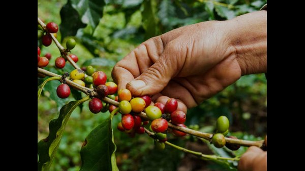 Madikeri: Heavy Snowfall In Brazil; Coffee Rate All-time Hike In Karnataka Madikeri: Heavy Snowfall In Brazil; Coffee Rate All-time Hike In Karnataka