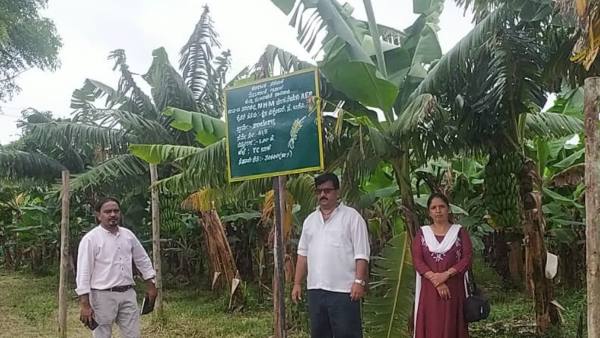 Dharwad Farmer Took Banana Cultivation Under National Horticulture Mission Dharwad Farmer Took Banana Cultivation Under National Horticulture Mission