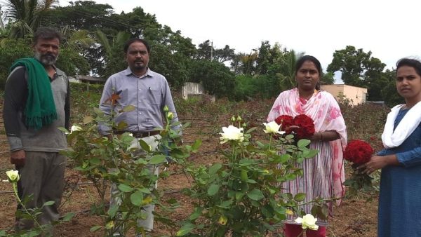 Dharwad Farmer Took Rose Cultivation Help Of NREGA Dharwad Farmer Took Rose Cultivation Help Of NREGA